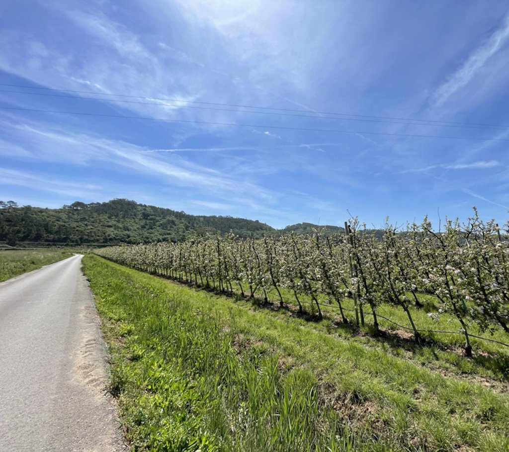 Alcobaça River Valley: Expert MTB  and E-MTB Singletrack Tour.