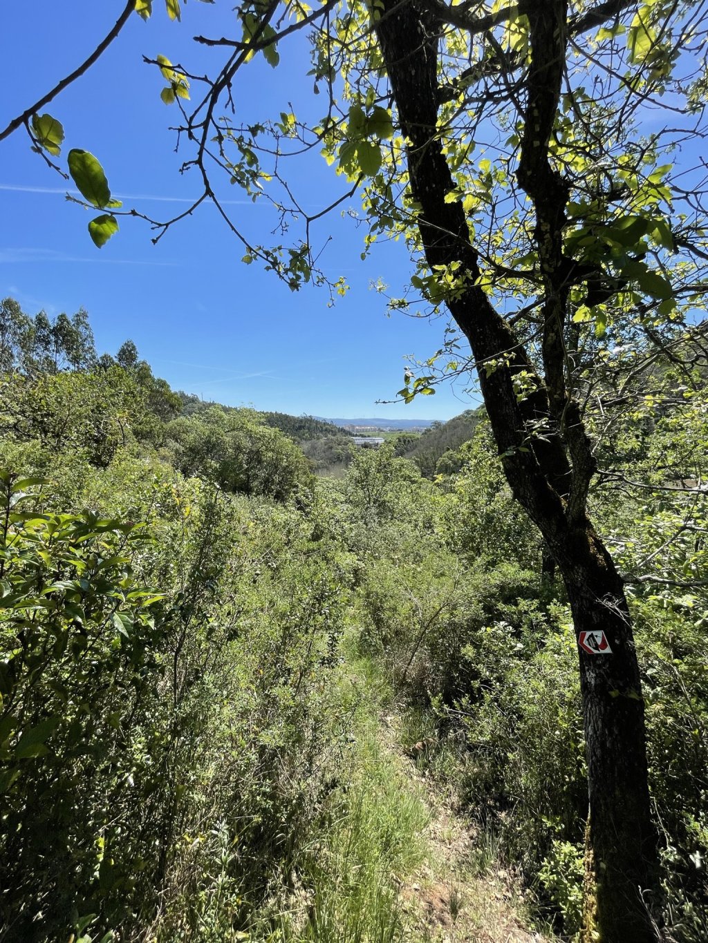 Alcobaça River Valley: Expert MTB  and E-MTB Singletrack Tour.