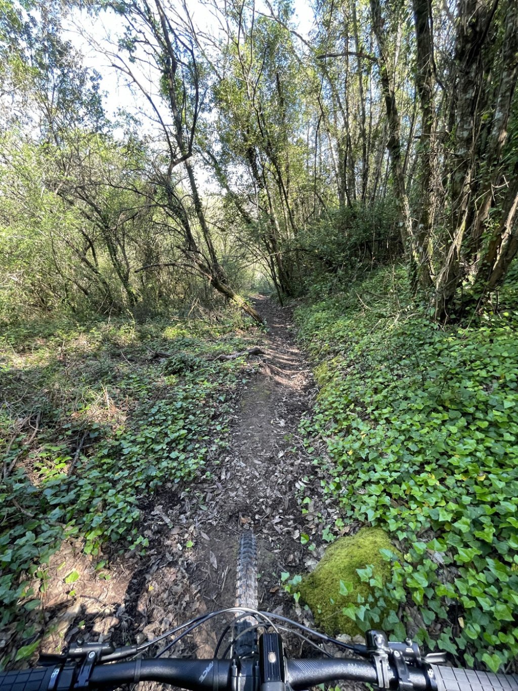 Alcobaça River Valley: Expert MTB  and E-MTB Singletrack Tour.