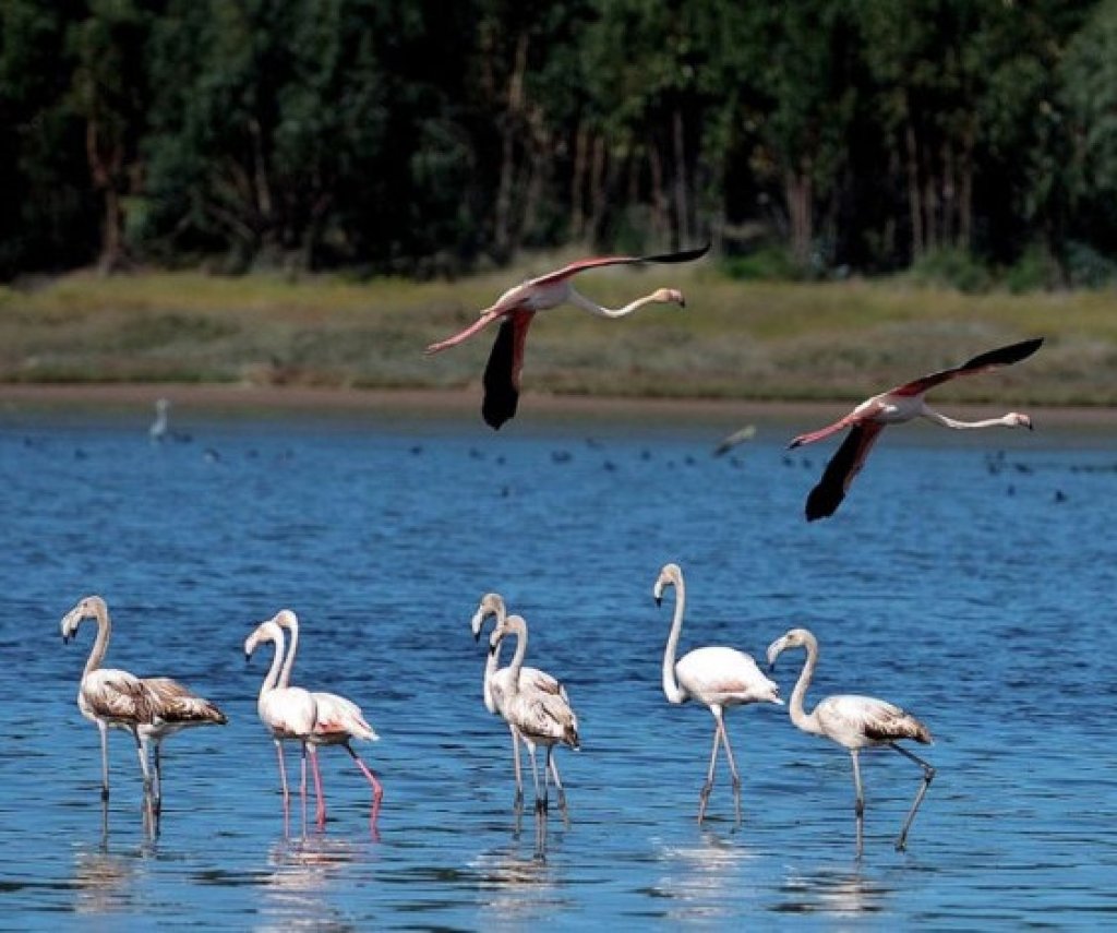 Óbidos Lagoon Birdwatching E-Bike Tour from Foz do Arelho.