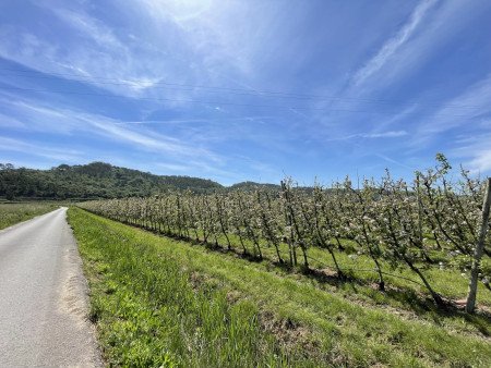 Monastery of Alcobaca, castle of Alcobaca, wine testing in Nazaré on Electric Bikes, MTB experience in Portugal, bike tour Portigal, bike rental Portugal, Nazare tour