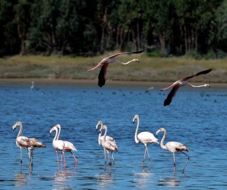 foz-do-arelho-birdwatching